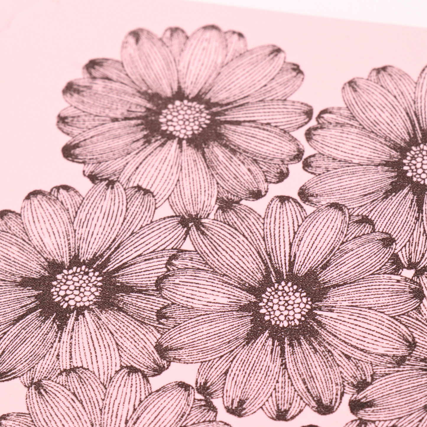 Big Daisies Silk Screen